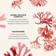 Wrinkle Smoothing Cream, 