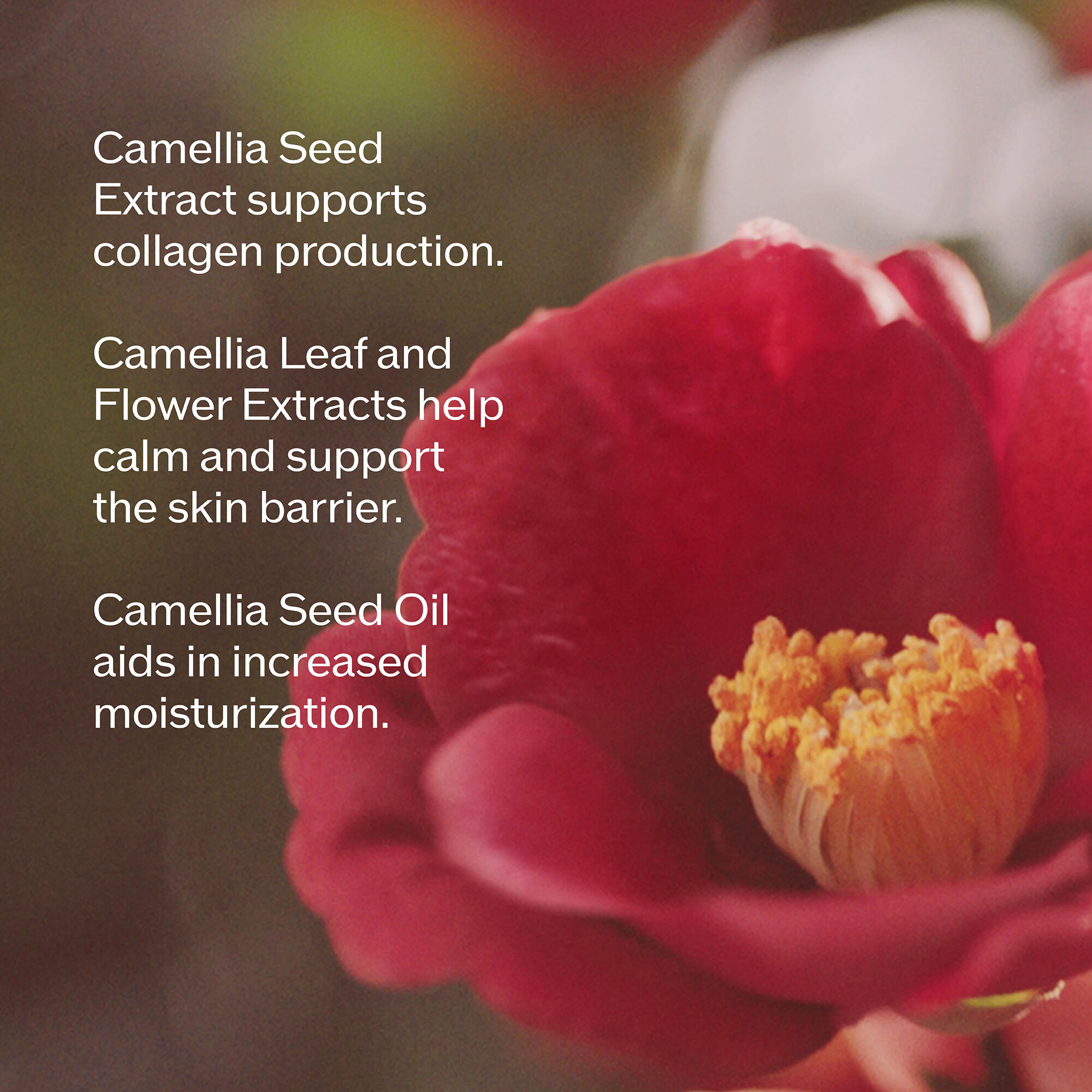 Soft focus red camellia flower with text listing benefits: Camellia Seed Extract supports collagen production. Camellia Leaf and Flower Extracts help calm and support the skin barrier. Camellia Seed Oil aids in increased moisturization.