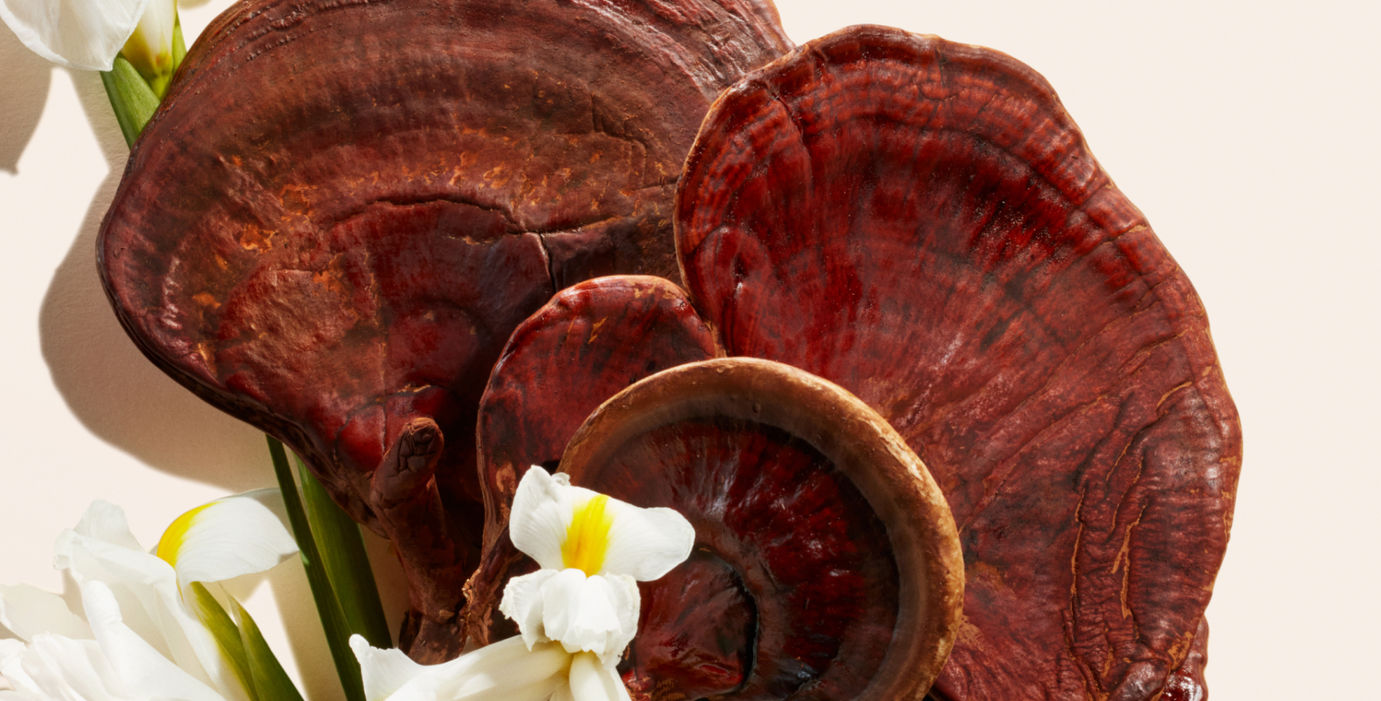 Ingrédient : Champignon reishi