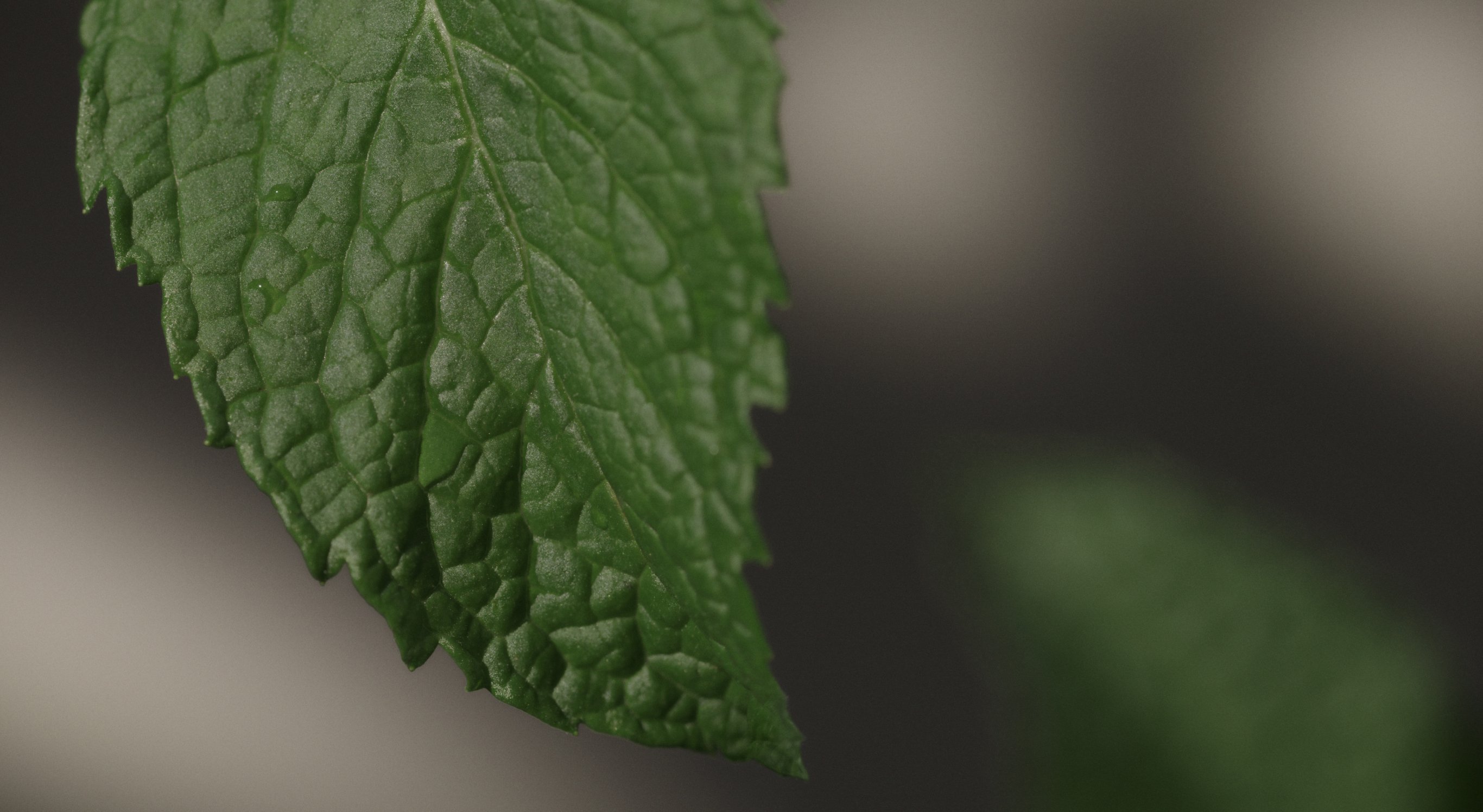 Ingrédient : Complexe d'herbe Enmei