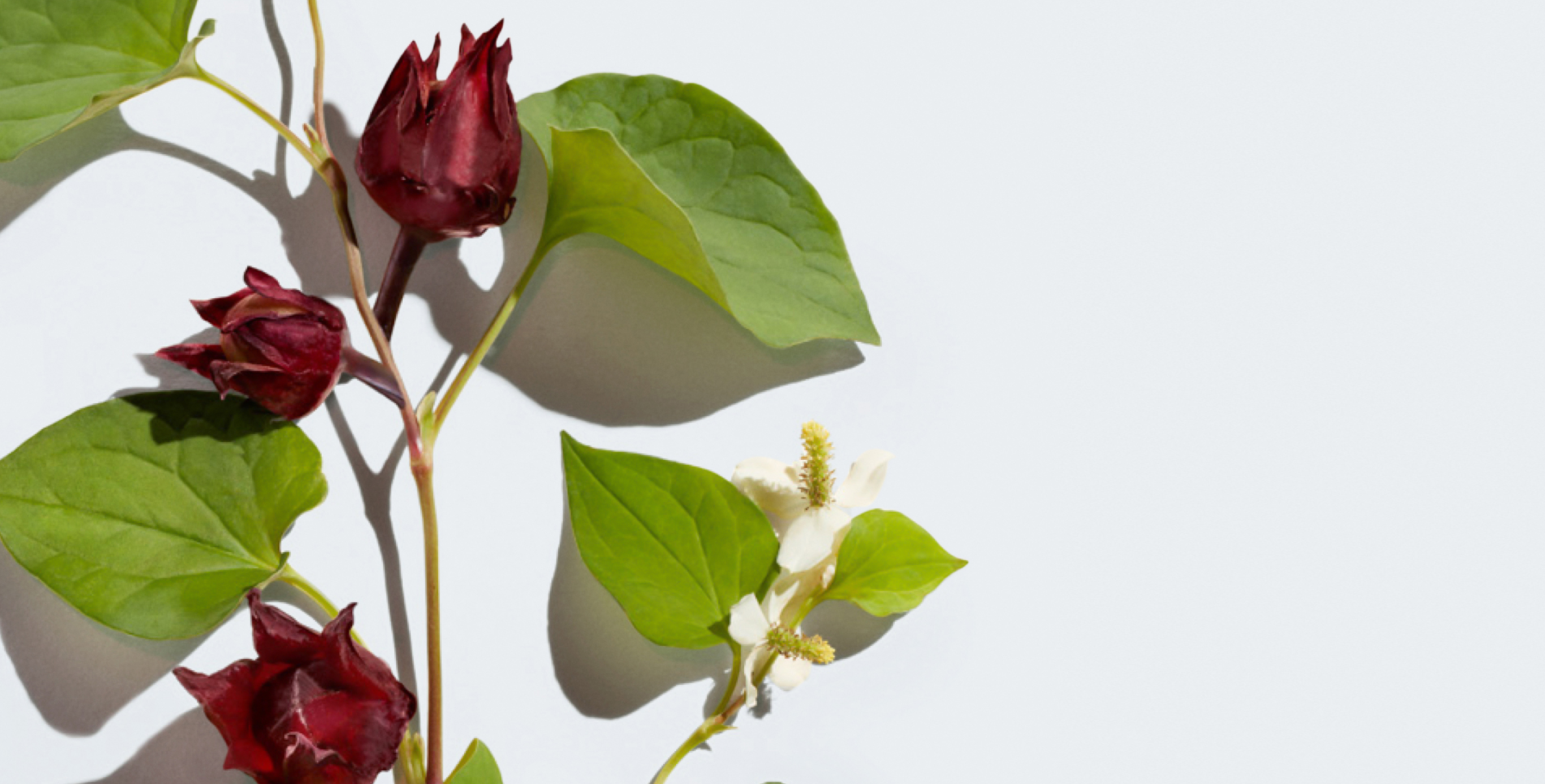 Ingrédient : Extrait de feuille de cœur et de roselle fermentée
