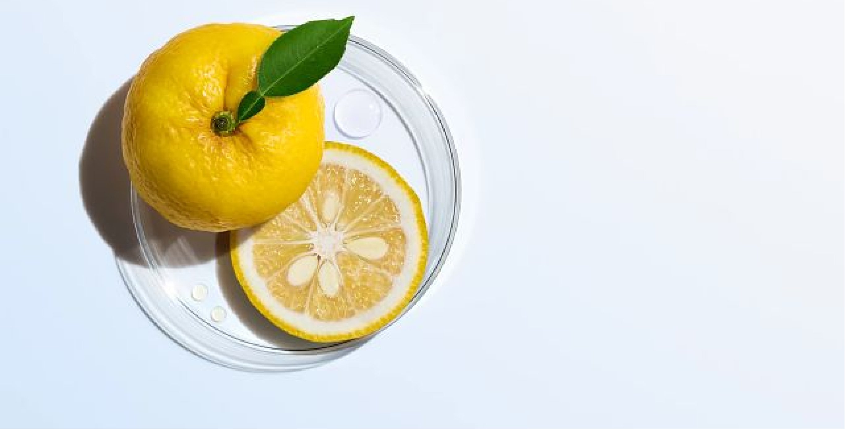 Ingrédient : Extrait de yuzu, Agrumes japonais de Koch