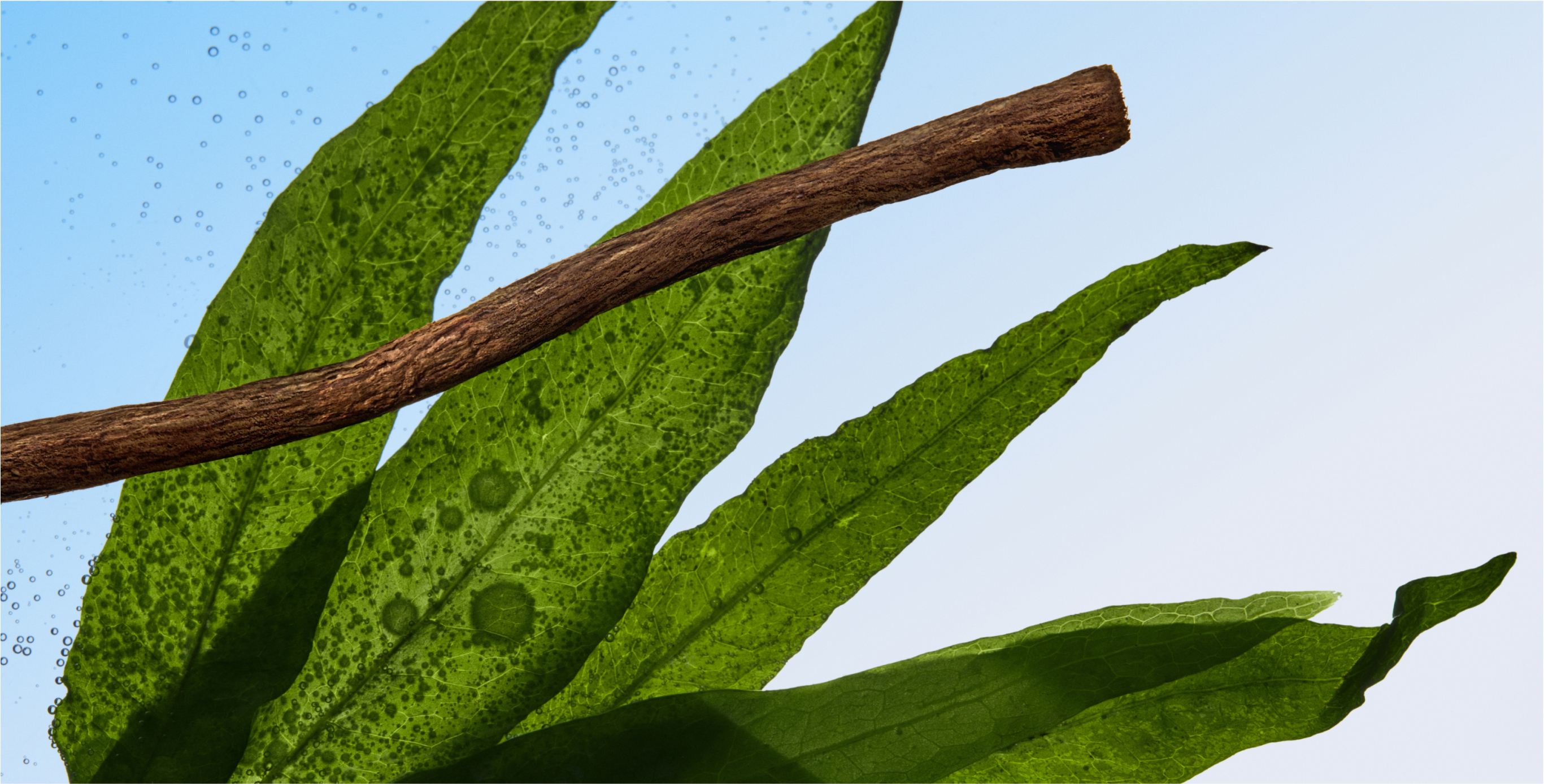 Ingredient: Soy Letcithin & Licorice Extract