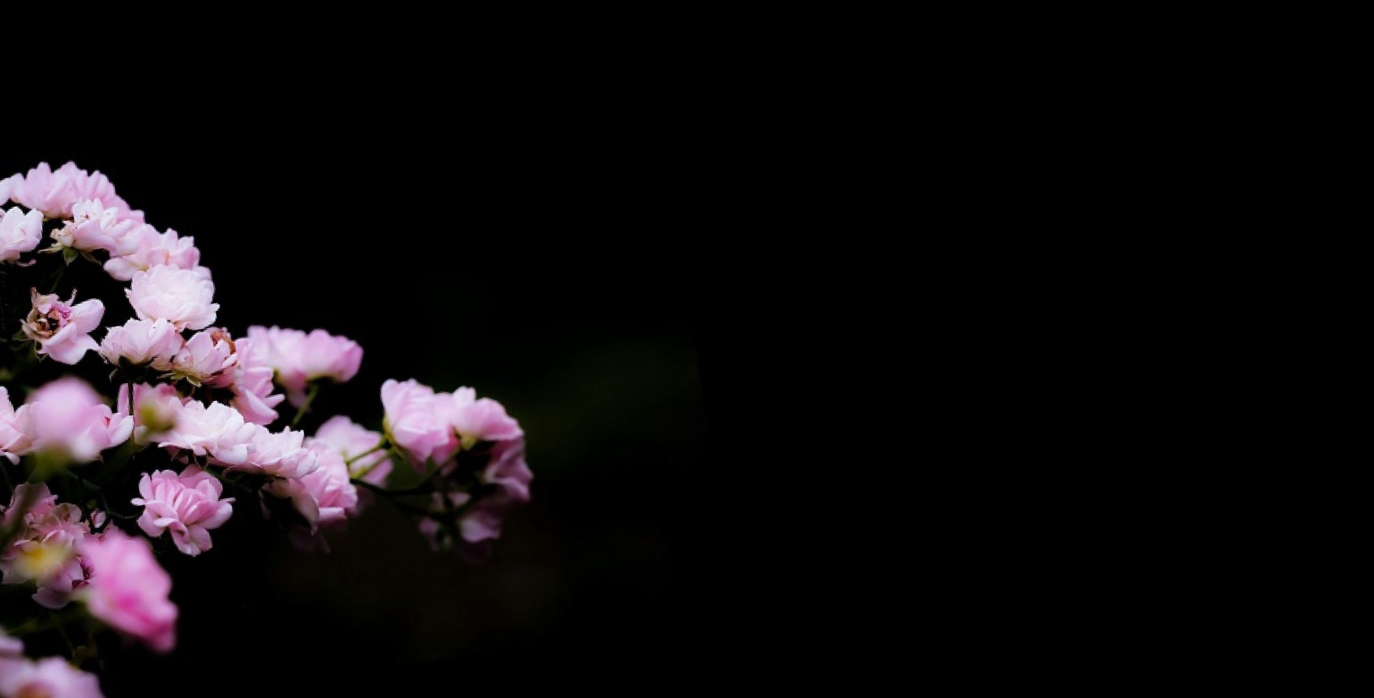 Ingrédient : Extrait de fleur de Sakura