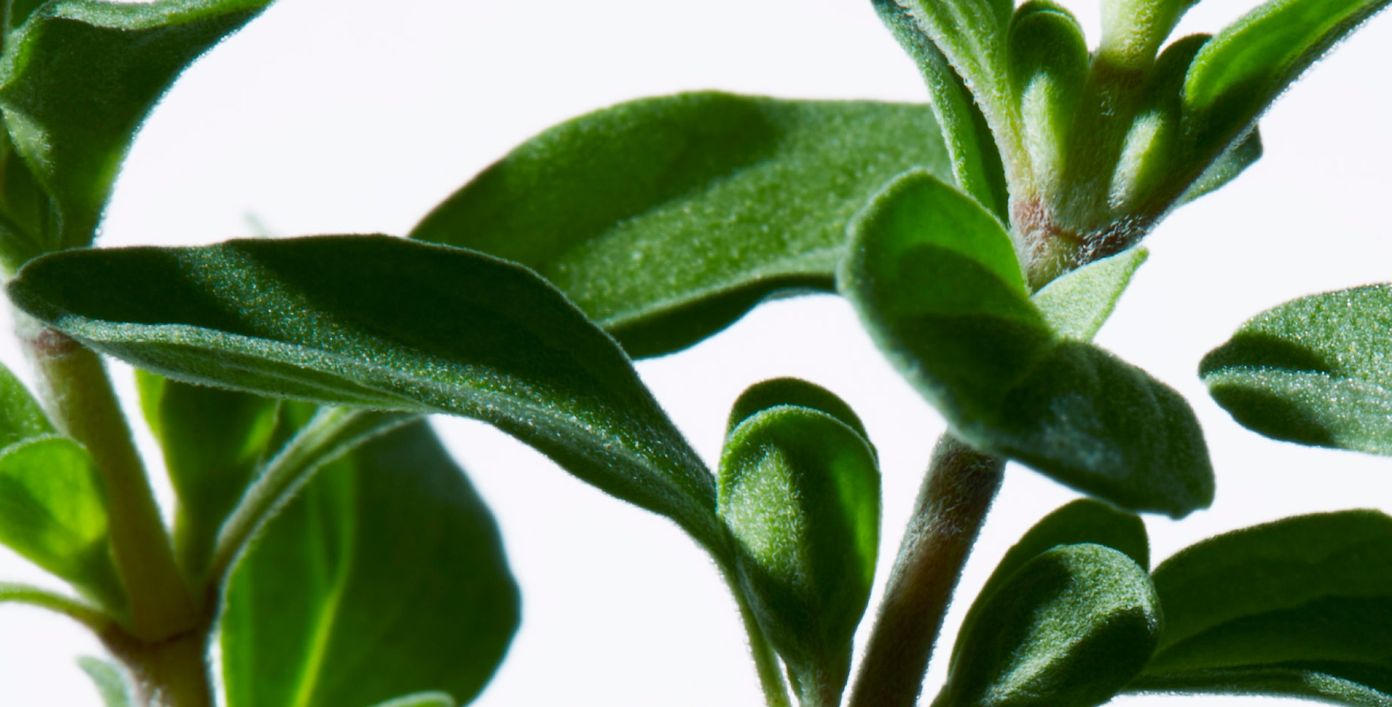 Ingredient: Wild Thyme Extract