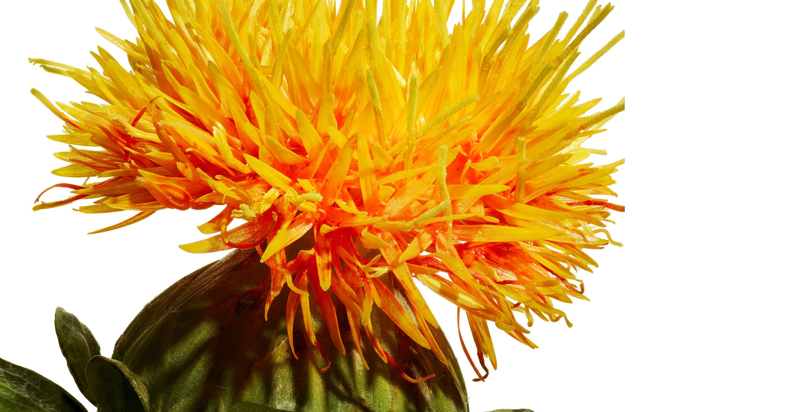 Ingredient: KURENAI-TruLift Complex with Benibana Flower