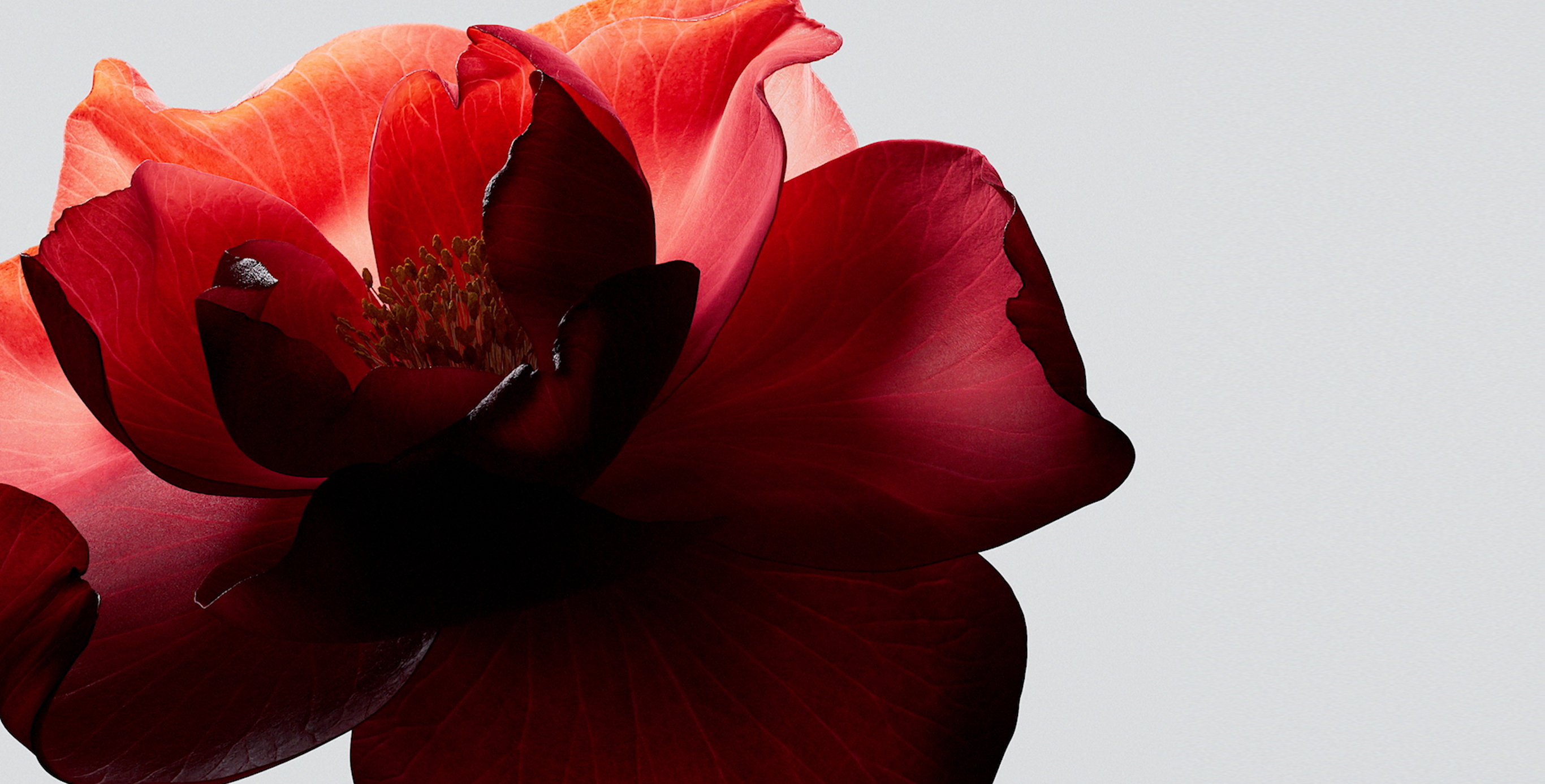 Ingrédient : Camellia fermenté+