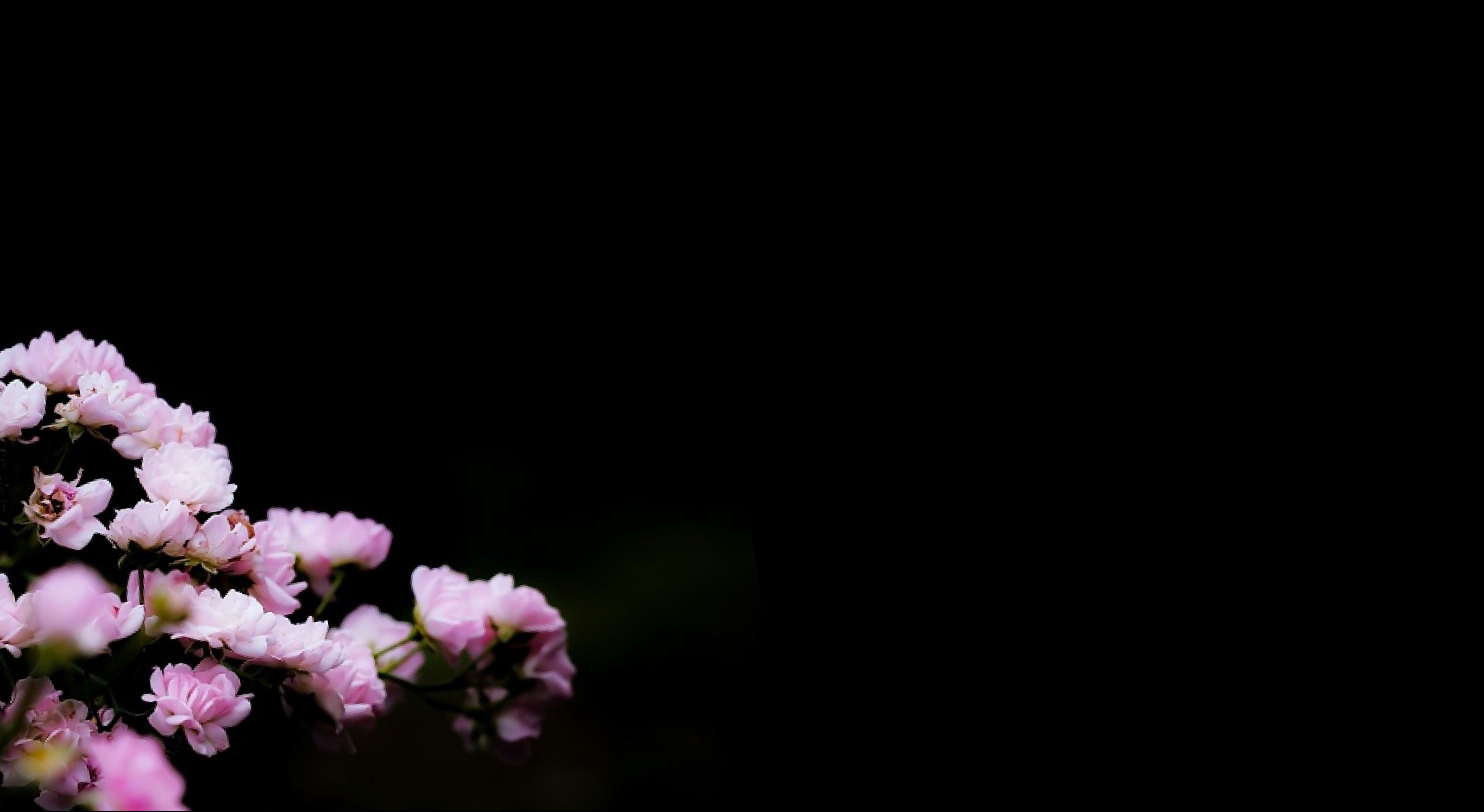 Ingrédient : Extrait de Sakura (feuilles de fleurs de cerisier) et extrait de feuille de pêcher