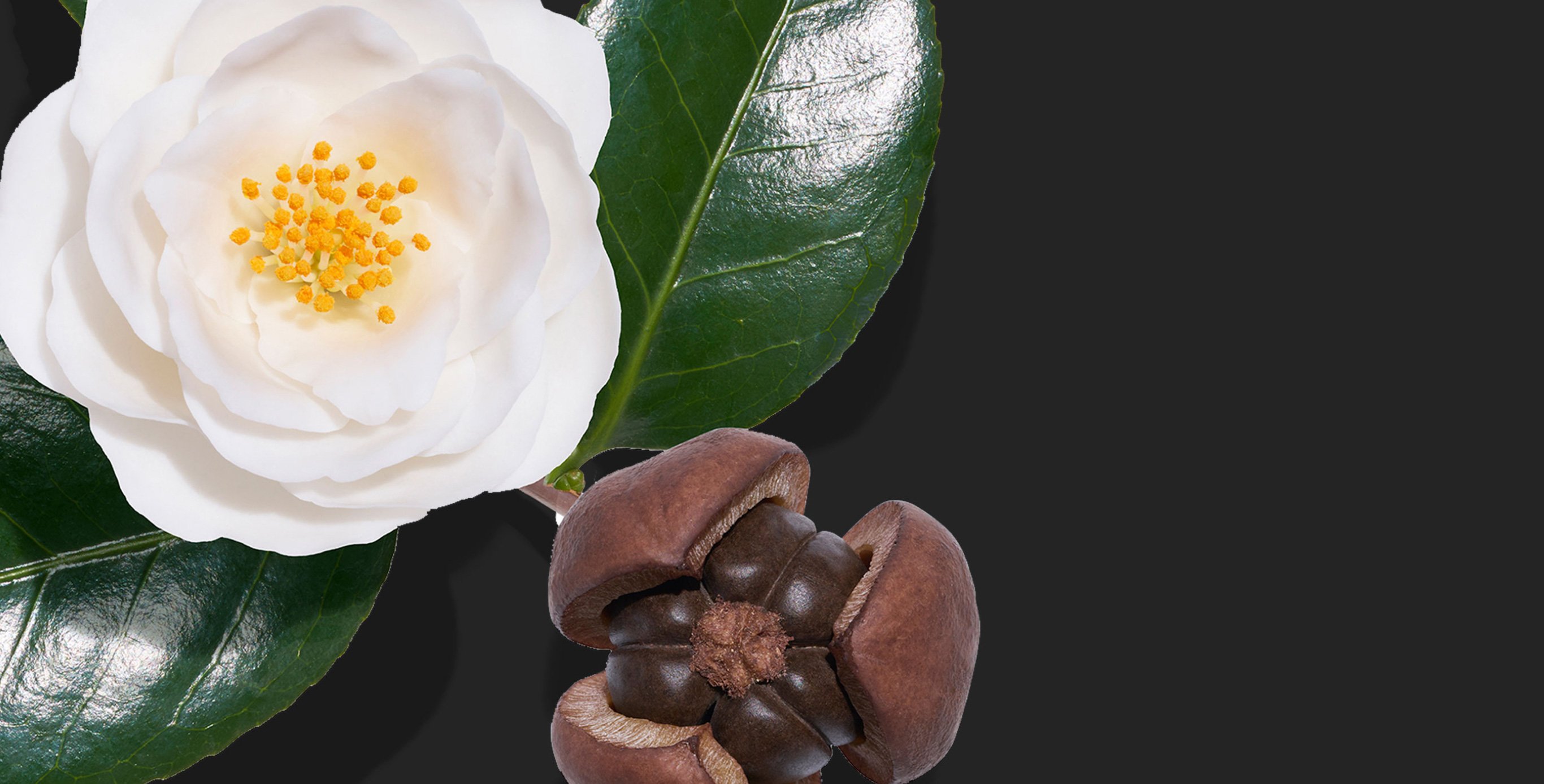 Ingredient: Triple Tsubaki GL Extract Technology