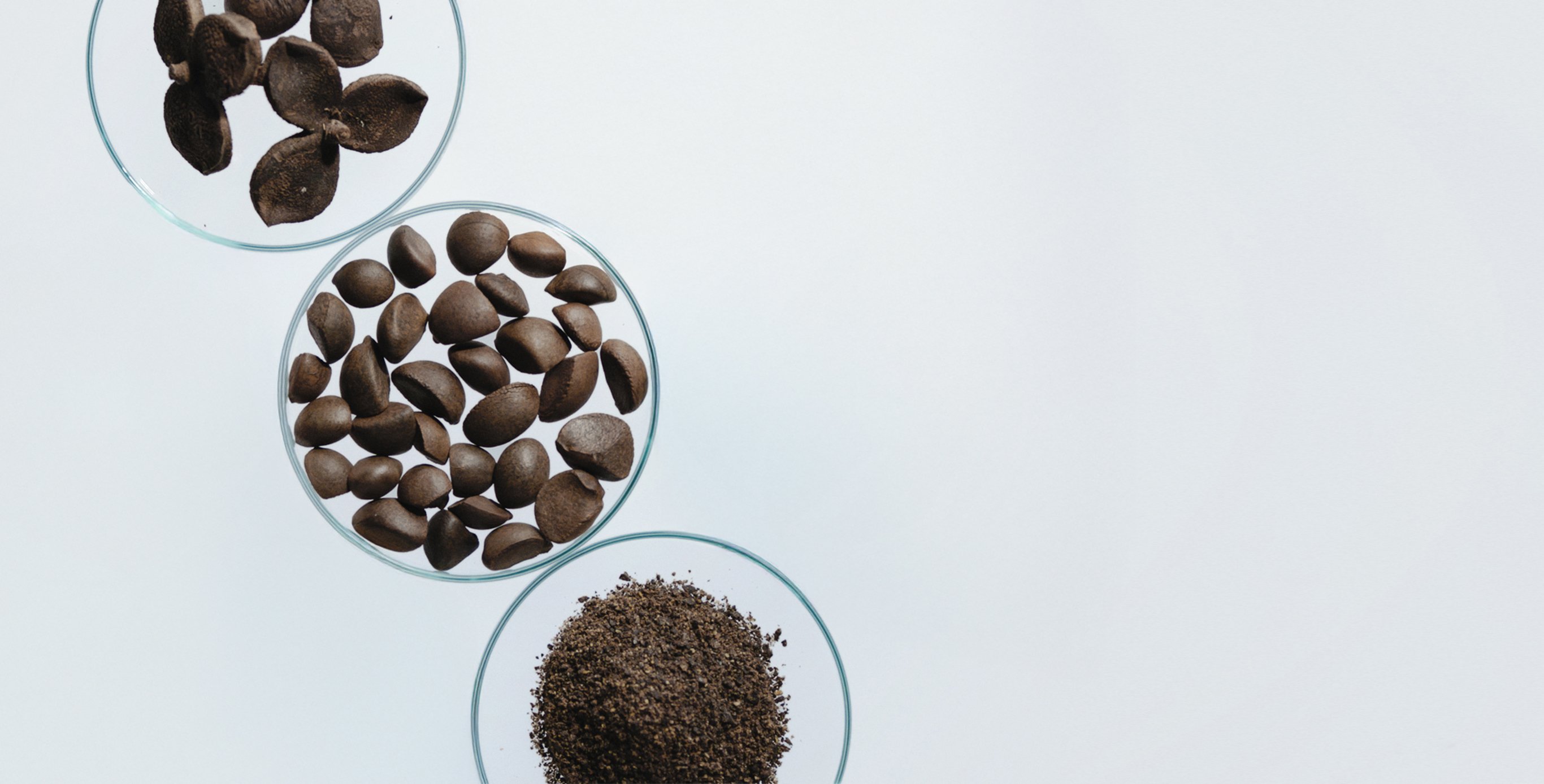 Ingredient: Fortified Camellia Seed