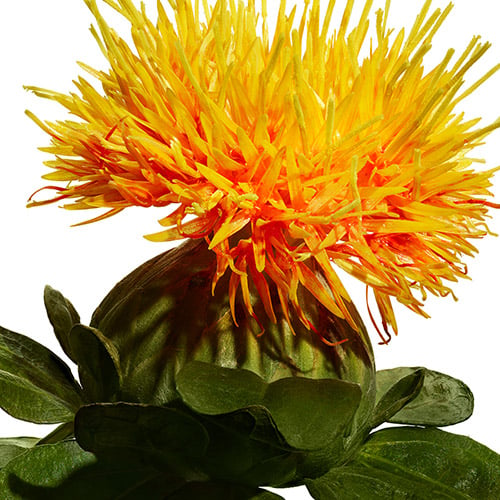 Benibana Flower