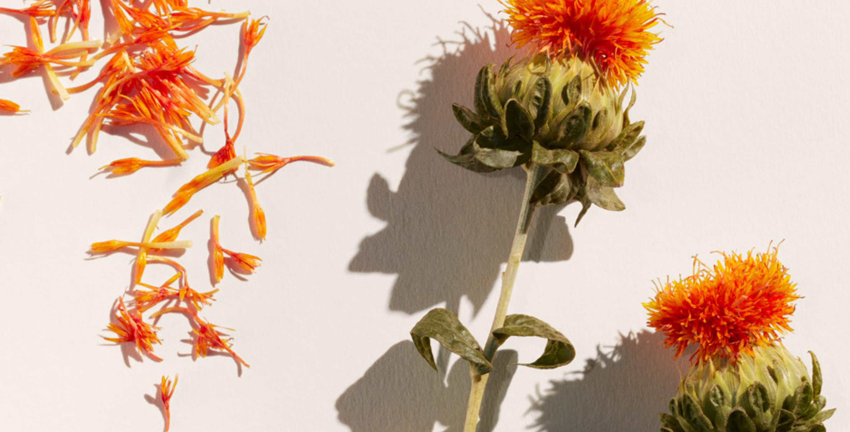 Ingredient: Safflower Extract
