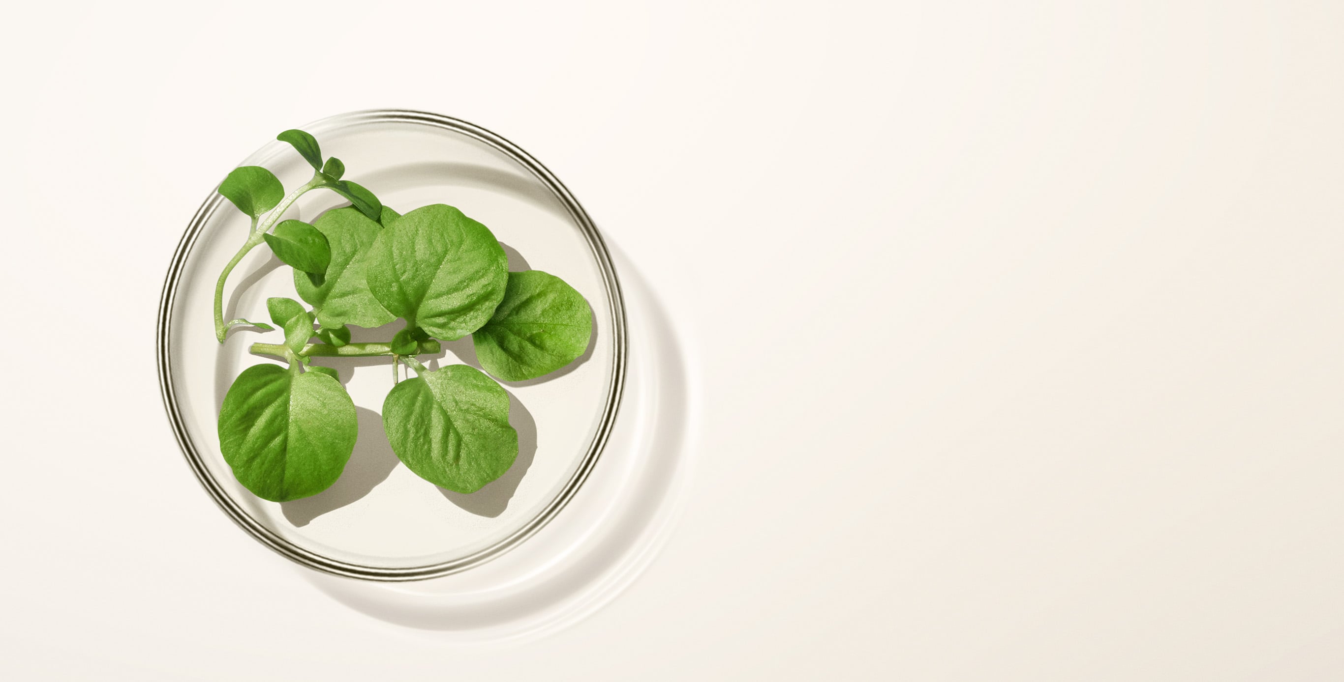 Ingredient: Watercress Extract