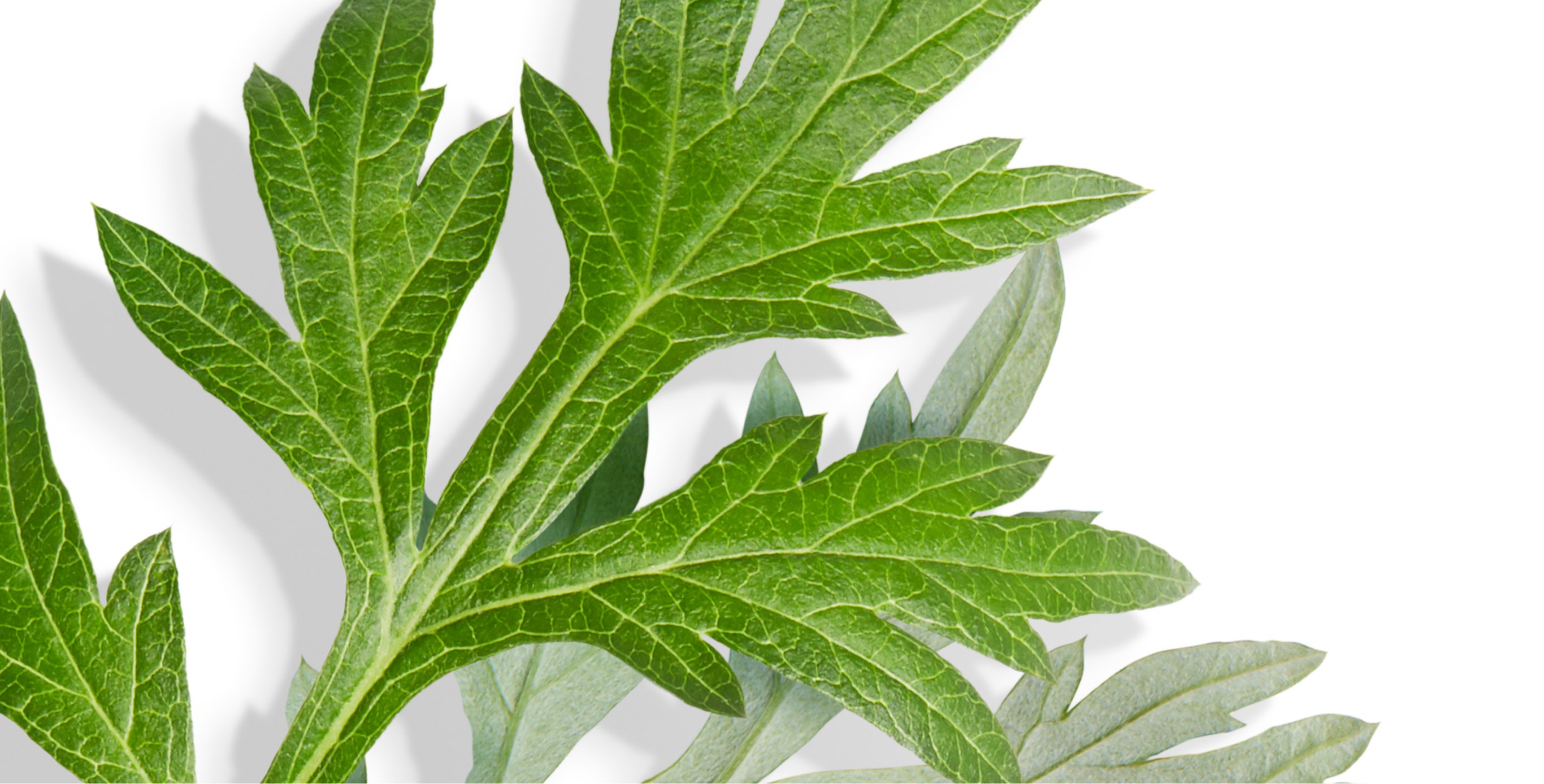 Ingredient: Yomogi Extract